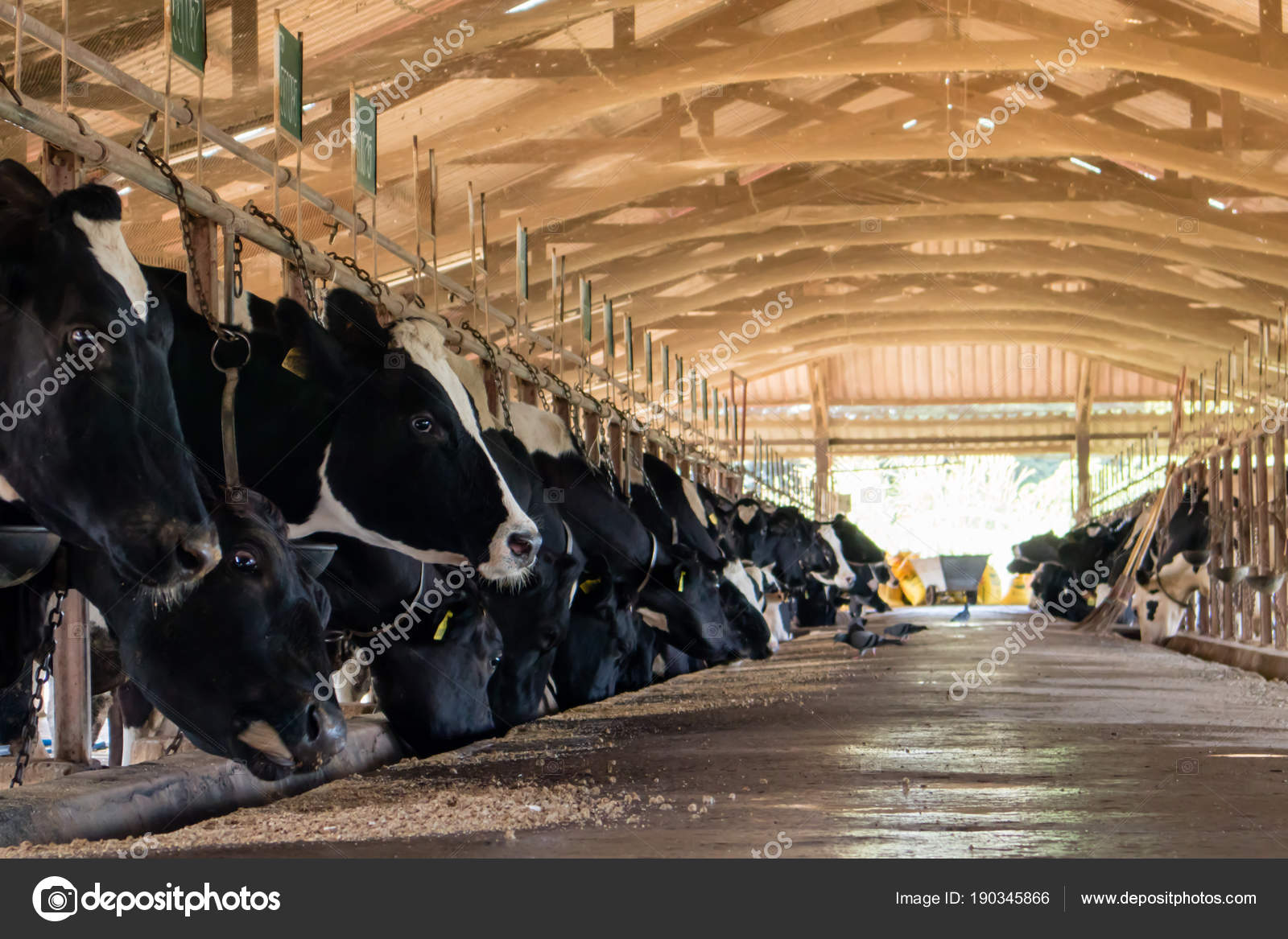 Dairy cattle farming, Feeding dairy cows in the stable, Thailand